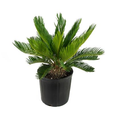National Plant Network 10 in. King Sago Palm Plant, 1 pc.
