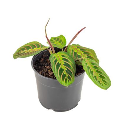 National Plant Network 4 in. Red Maranta Plants, 3 pc.