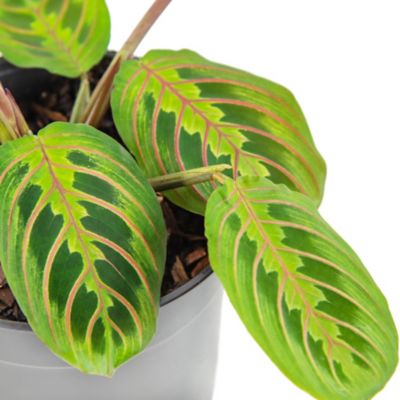 Image showing  4 in. Red Maranta Plants, 3 pc.