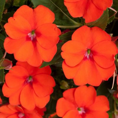 National Plant Network 2.5 qt. Electric Orange Sunpatiens