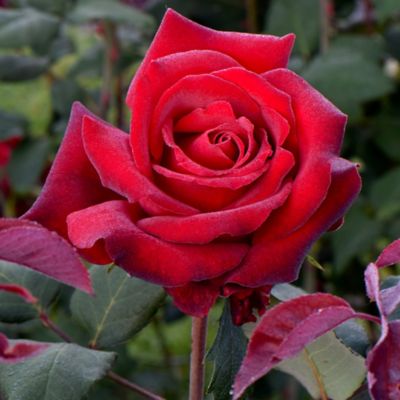 National Plant Network Bare Root Rose Plant with Red Blooms