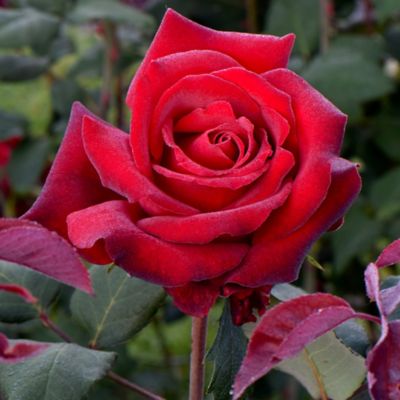 National Plant Network Bare Root Red Rose Bush