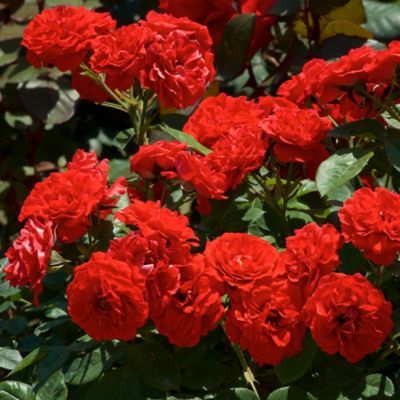 Image showing  Bare Root Red Rose Bush