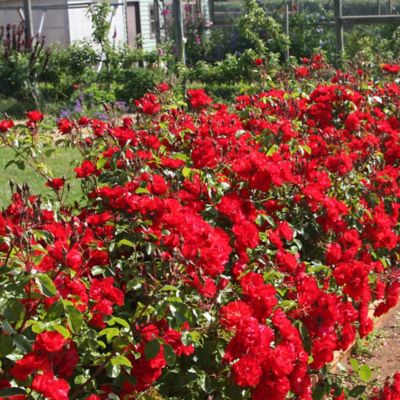 Image showing  Bare Root Red Rose Bush