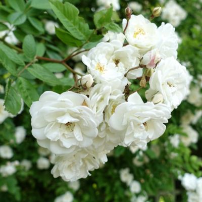 Image showing  Bare Root Rose Plant with White Blooms