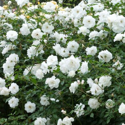 Image showing  Bare Root Rose Plant with White Blooms