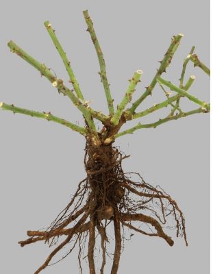 Image showing  Bare Root Rose Plant with White Blooms