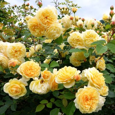 Image showing  Bare Root Rose Plant with Yellow Blooms