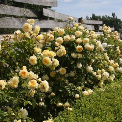 Image showing  Bare Root Rose Plant with Yellow Blooms