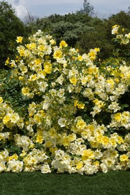 Image showing  Bare Root Rose Plant with Yellow Blooms