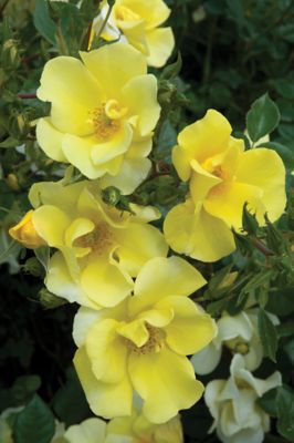 Image showing  Bare Root Rose Plant with Yellow Blooms