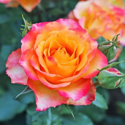 National Plant Network Bare Root Rose Plant with Multicolor Blooms