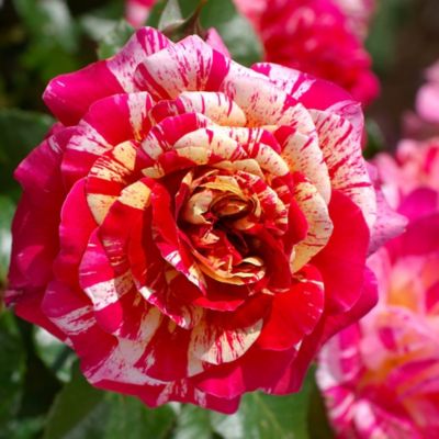 Image showing  Bare Root Multicolor Rose Bush