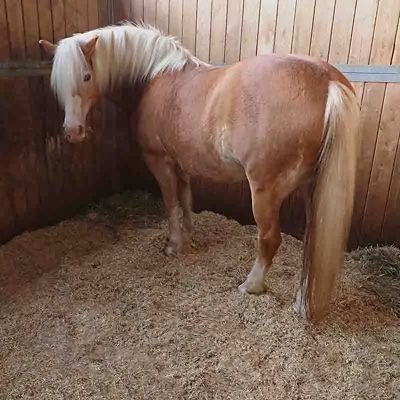 Image showing  Premium Chopped Straw Bedding, 3 cu. ft.