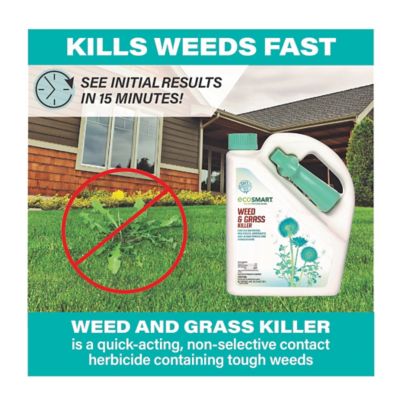 Image showing 7 th EcoSMART 64 oz.500 sq. ft. Natural and Glyphosate-Free Weed/Grass Killer, RTU Spray for Lawns, Patios, Driveways and Pavers