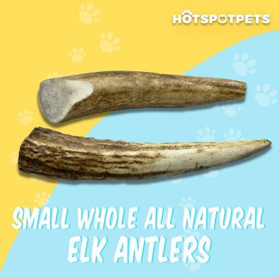 Image showing  4-5 in. Small Whole Elk Antlers Dog Treat