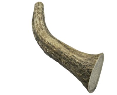 Hotspot Pets 5-6 in. Medium Whole Elk Antlers Dog Treat
