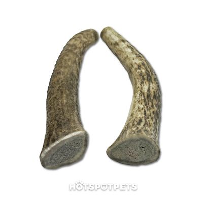 Image showing  5-6 in. Medium Whole Elk Antlers Dog Treat