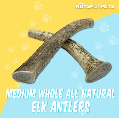 Image showing  5-6 in. Medium Whole Elk Antlers Dog Treat