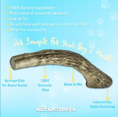 Image showing  5-6 in. Medium Whole Elk Antlers Dog Treat