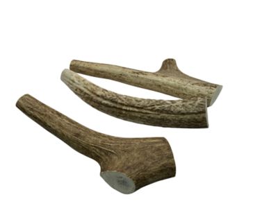 Image showing  7-8 in. Large Whole Elk Antlers Dog Treat