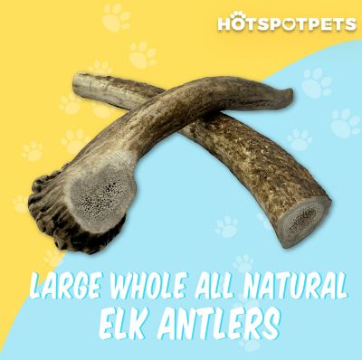 Image showing  7-8 in. Large Whole Elk Antlers Dog Treat