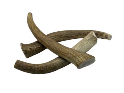 Image showing  8-9 in. XL Whole Elk Antlers Dog Treat