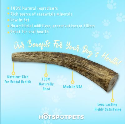 Image showing  8-9 in. XL Whole Elk Antlers Dog Treat