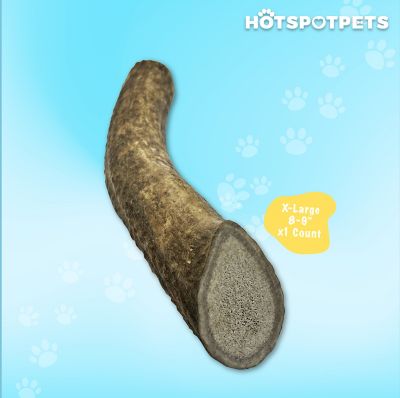 Image showing  8-9 in. XL Whole Elk Antlers Dog Treat
