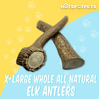 Image showing  8-9 in. XL Whole Elk Antlers Dog Treats, 2 ct.