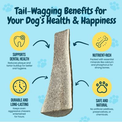 Image showing  7-8 in. Large Split Elk Antlers Dog Treat