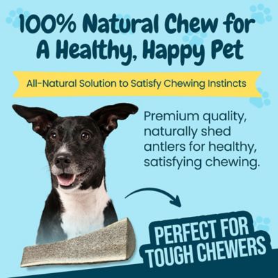 Image showing 5 th Hotspot Pets 7-8 in. Large Split Elk Antlers Dog Treat