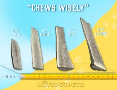 Image showing 6 th Hotspot Pets 7-8 in. Large Split Elk Antlers Dog Treat