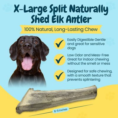Image showing  8-9 in. XL Split Elk Antlers Dog Treat