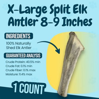 Image showing  8-9 in. XL Split Elk Antlers Dog Treat