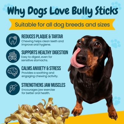 Image showing  5-7 in. All-Natural Curly Premium Bully Stick Dog Chew Treats, 12 ct.