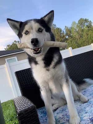 Image showing 8 th Hotspot Pets 8 in. Natural White Rawhide Roll Dog Chew Treats, 6 ct.