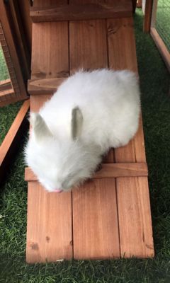 Image showing 8 th Hanover 2-Story Outdoor Wooden Elevated Rabbit Hutch with Ramp, Run, Waterproof Roof and Removable Tray, 33.5 x 79 x 20.5 in.