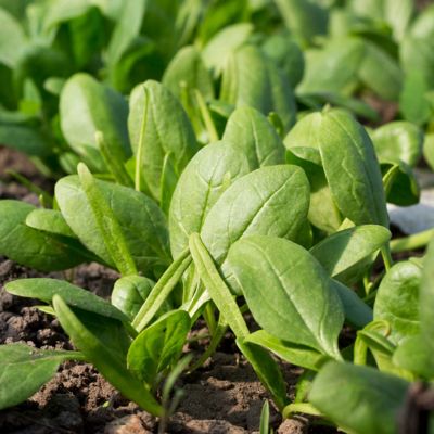 Image showing  Bonnie's Spinach 19.3 oz.