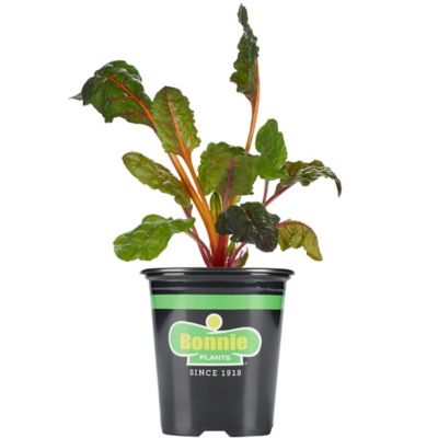 Bonnie Plants 19.3 oz. Potted Swiss Chard Plant