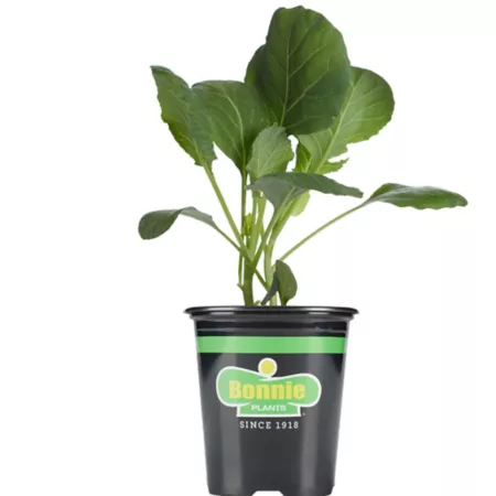 Bonnie Plants 19.3 oz Green magic broccoli plant in pot Vegetable Plants