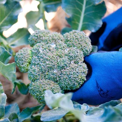 Image showing  19.3 oz. Potted Green Magic Broccoli Plant