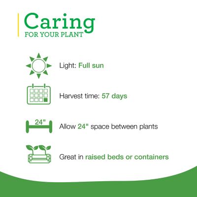 Image showing  19.3 oz. Potted Green Magic Broccoli Plant