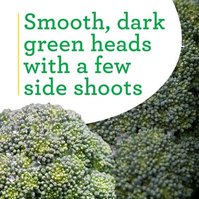 Image showing  Lieutenant Broccoli 19.3 oz. 4.5 in.