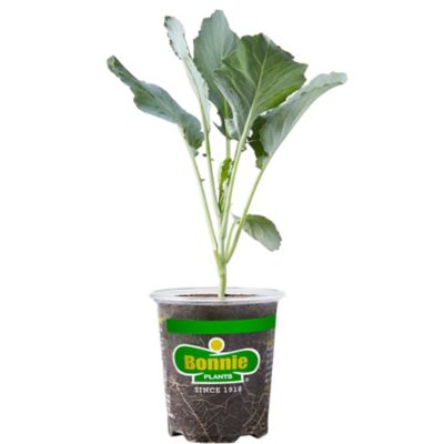 Bonnie Plants 4.5 in. Potted Bonnie's Choice Collard Greens Plant