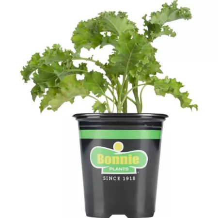 Bonnie Plants 19.3 oz Kale plant in pot Vegetable Plants