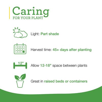 Image showing  19.3 oz. Potted Curly Kale Plant