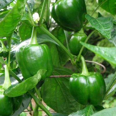 Image showing  Sweet Bell Pepper 11 in. Cage