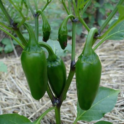 Image showing  2.5 gal. Potted Jalapeno Hot Pepper Vegetable Plant with Cage, Live Plant