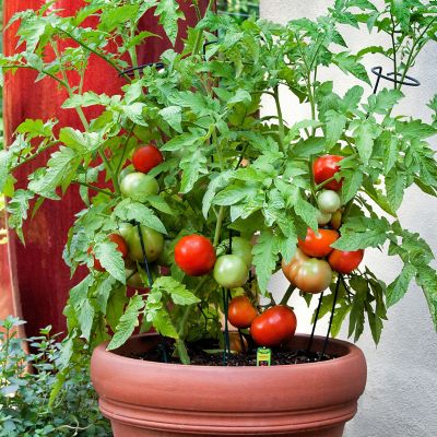 Image showing  Better Bush Tomato 2.5 gal. Cage, Live Plant